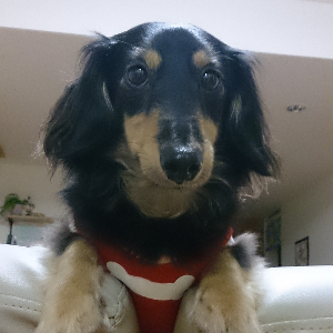 【参考】犬・ペットライフ発信者　※これは実在しない参考用プロフィールです。