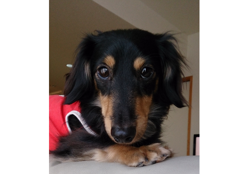 【参考】愛犬と試せるペット用品・おやつのPR案件を募集しています ※これは参考用です。